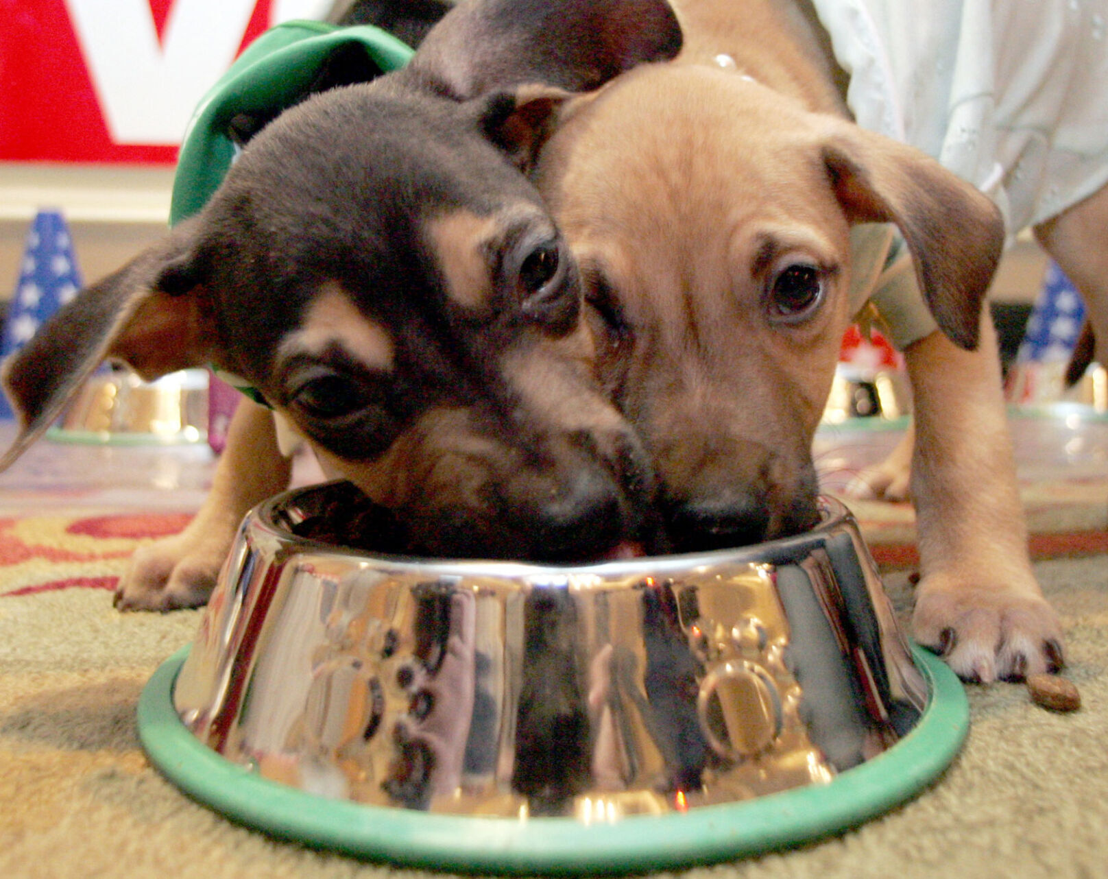 Dogs